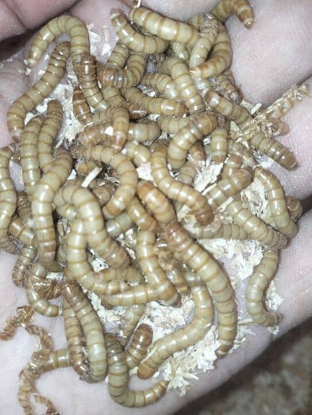 Mealworms US Breed full size 1