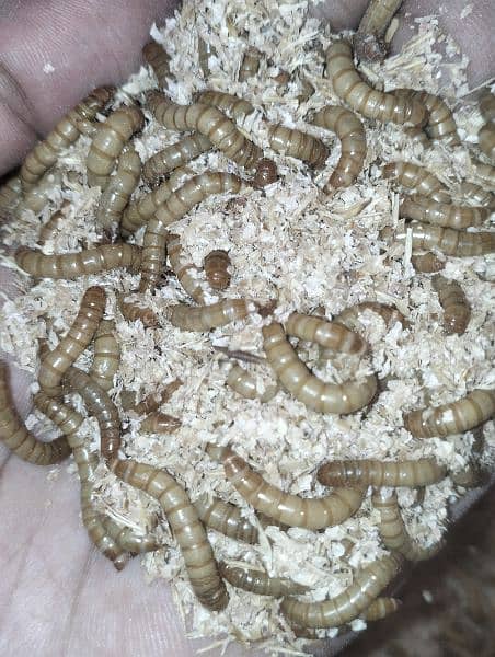 Mealworms US Breed full size 2