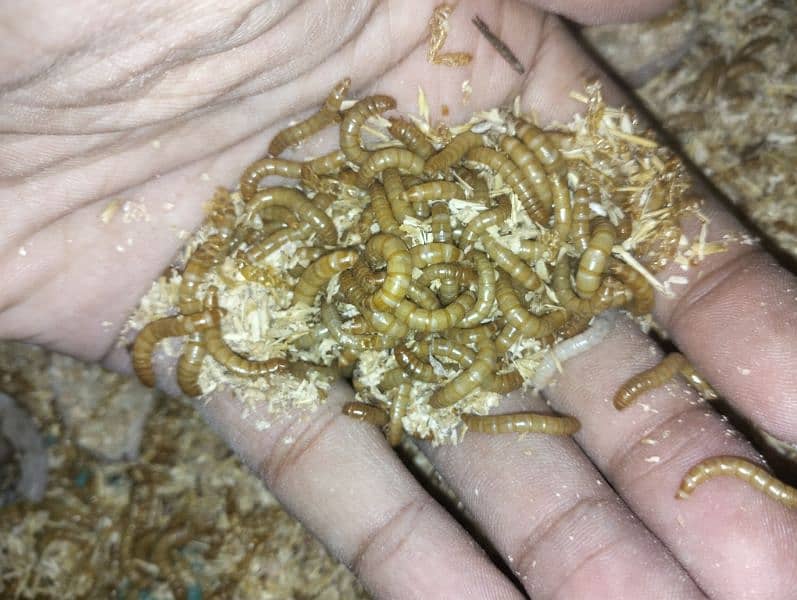Mealworms US Breed full size 3