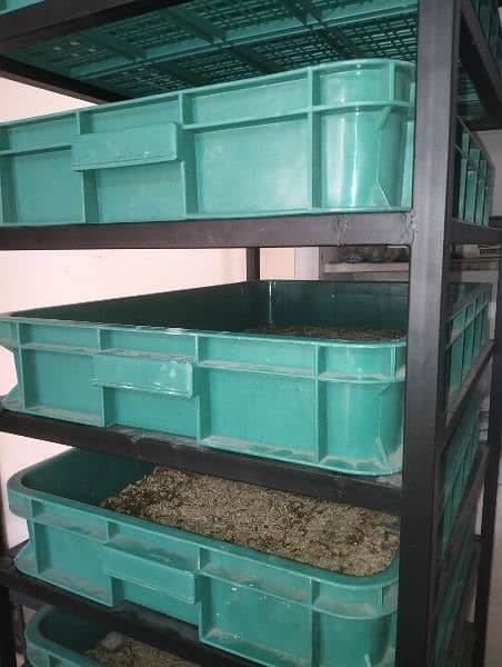 Mealworms US Breed full size 4