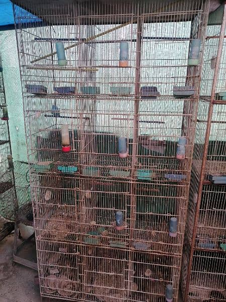 12 Portion 2 Cages Available 4