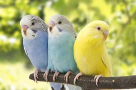 Australia Budgies, Healthy and Lovely