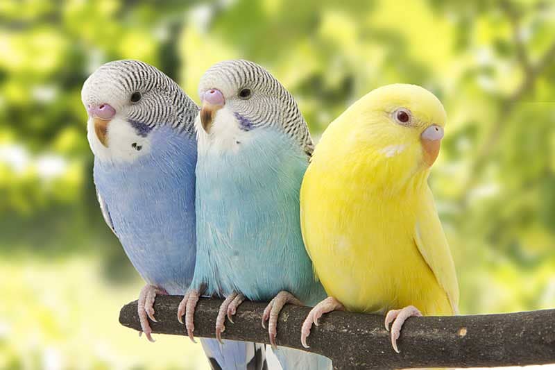 Australia Budgies, Healthy and Lovely 0