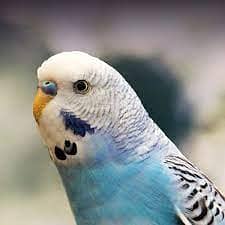 Australia Budgies, Healthy and Lovely 1