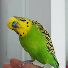 Australia Budgies, Healthy and Lovely 2