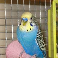 Australia Budgies, Healthy and Lovely 3