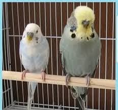 Australia Budgies, Healthy and Lovely 4