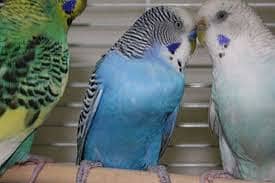 Australia Budgies, Healthy and Lovely 5