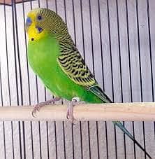 Australia Budgies, Healthy and Lovely 6