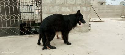 pedigree full black long coat male