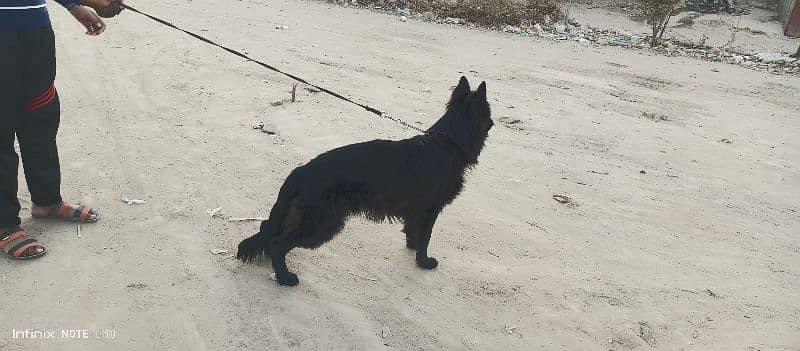 pedigree full black long coat male 3