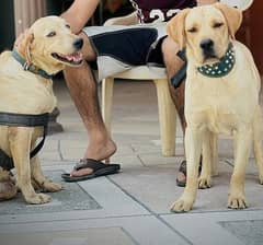 Labrador Pair +  For Sale | Golden Labrador pair