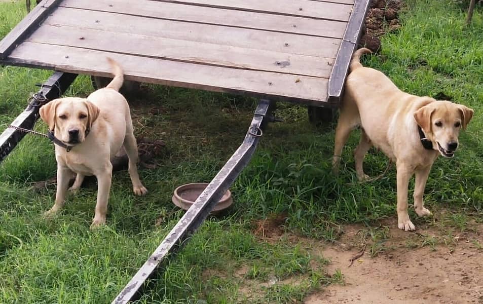 Labrador Pair +  For Sale | Golden Labrador pair 2