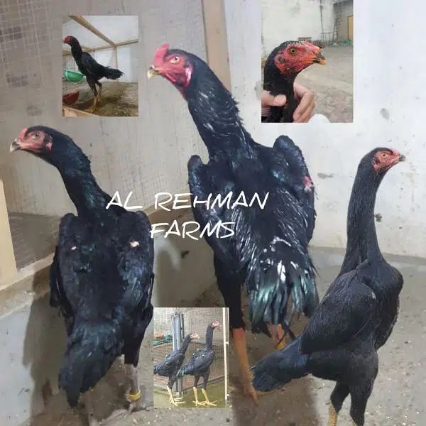King size o shamo/high quality/white shamo chicks/aseel shamo chick — photo 4