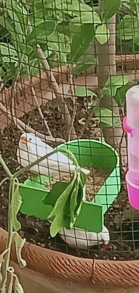 cage, with flower, Finch 1 pair