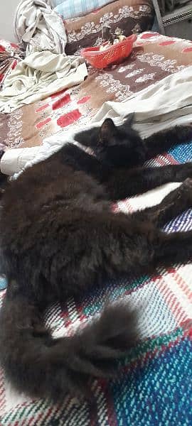 Very  Beautiful Paersion Pair  Male and Female Cats  Age 2 years 9