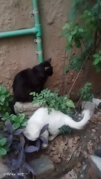 Very  Beautiful Paersion Pair  Male and Female Cats  Age 2 years 8