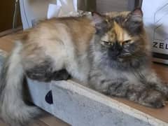 Persian Cat Available here