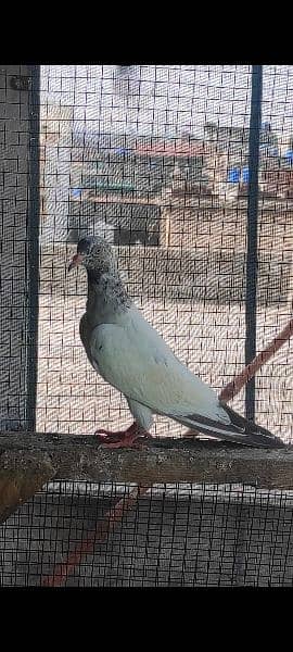 high flying pigeons for sale 1