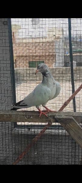 high flying pigeons for sale 2