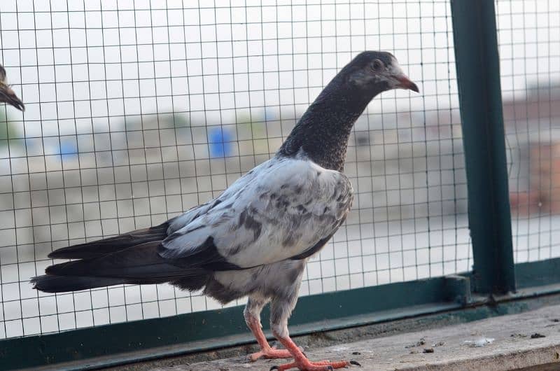 high flying pigeons for sale 3