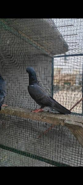 high flying pigeons for sale 4