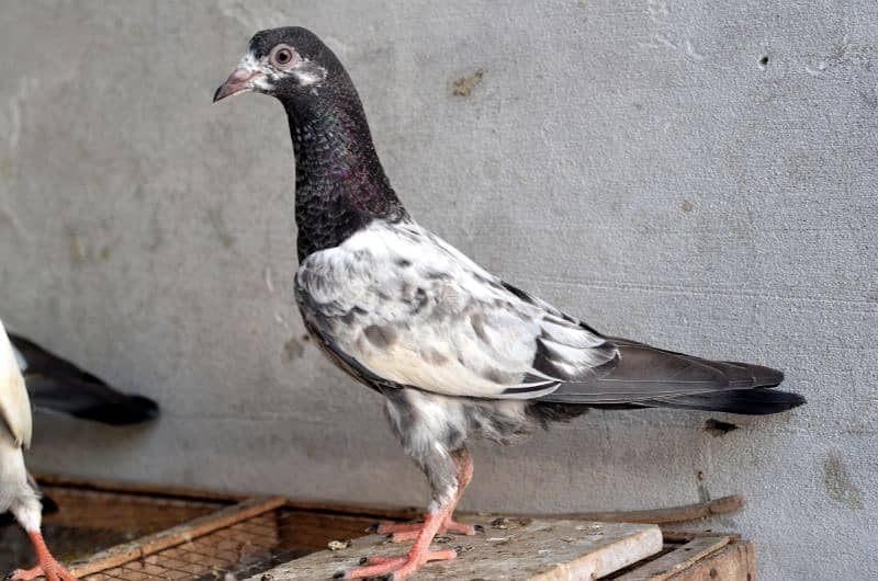 high flying pigeons for sale 6