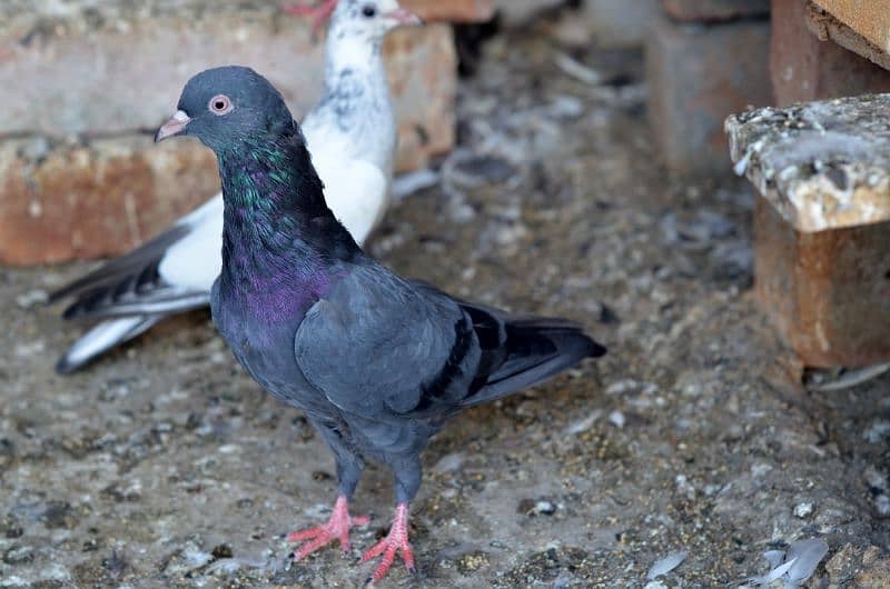 high flying pigeons for sale 7