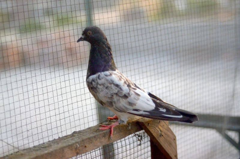 high flying pigeons for sale 8