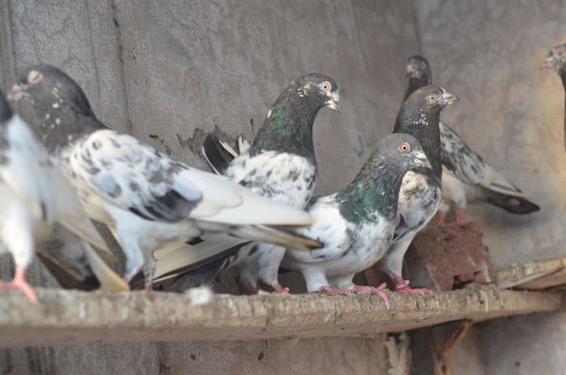 high flying pigeons for sale 9