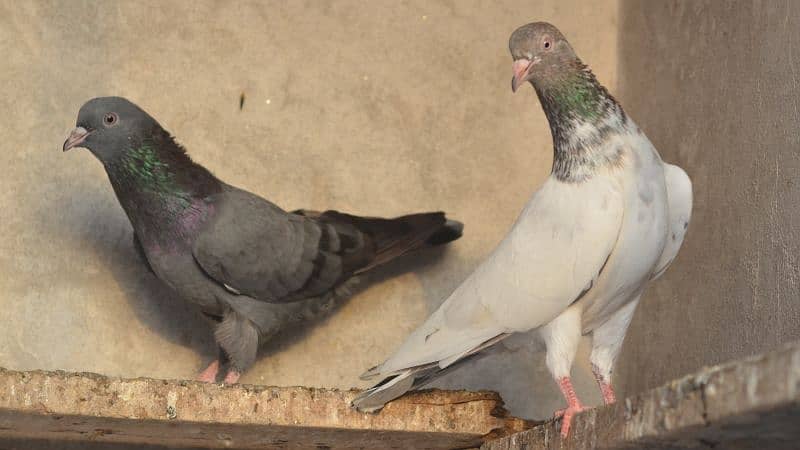 high flying pigeons for sale 12