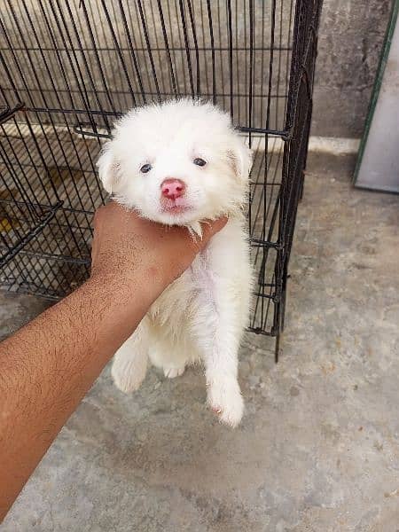 pink nose russian pup. py /puppy/Dog for sale 1