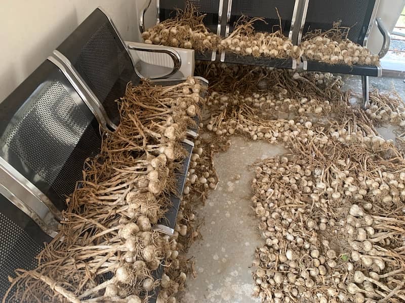 g1 garlic dried (seeds) 1