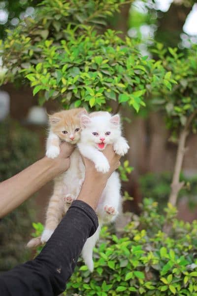 Male cat - Female cat -persion cat -Tripple cot Cat - kitten cat 2