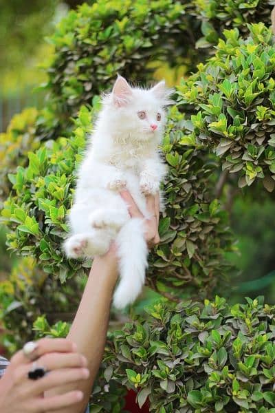 Male cat - Female cat -persion cat -Tripple cot Cat - kitten cat 5
