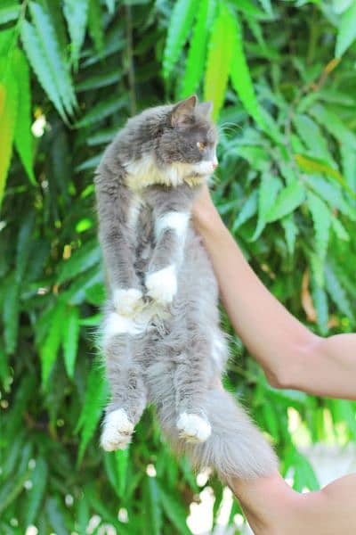 Male cat - Female cat -persion cat -Tripple cot Cat - kitten cat 7