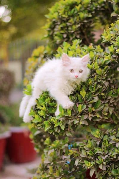 Male cat - Female cat -persion cat -Tripple cot Cat - kitten cat 6