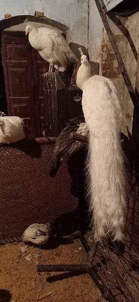 peacock pair for sale