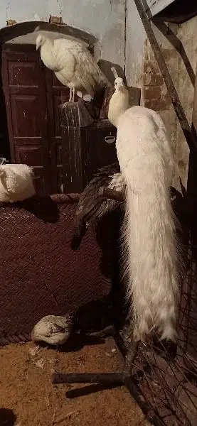 peacock pair for sale