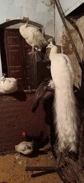 peacock pair for sale — photo 2
