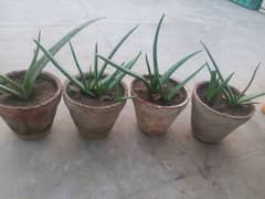 Aloe vera plants for sale. 
Available each pot is 800