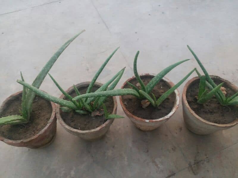 Aloe vera plants for sale. 
Available each pot is 800 1