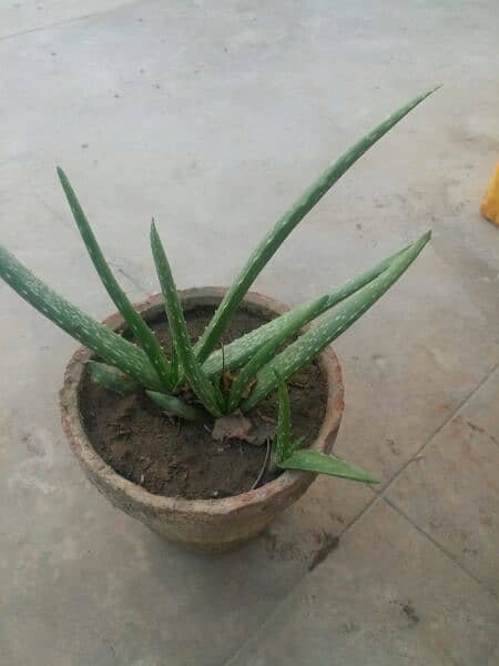 Aloe vera plants for sale. 
Available each pot is 800 5