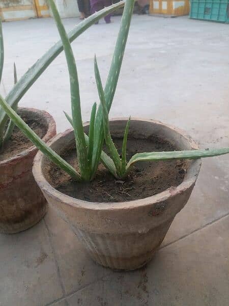 Aloe vera plants for sale. 
Available each pot is 800 6