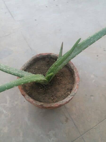 Aloe vera plants for sale. 
Available each pot is 800 7