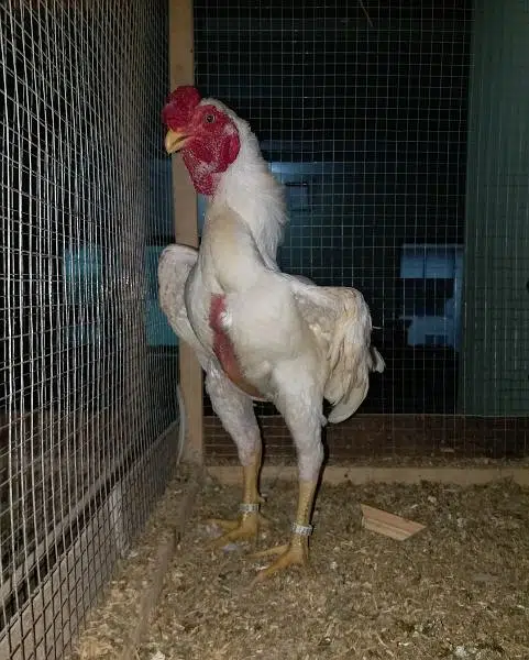 ko shamo  adult and chicks — photo 5