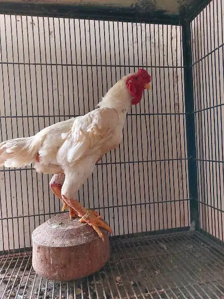 ko shamo  adult and chicks — photo 3