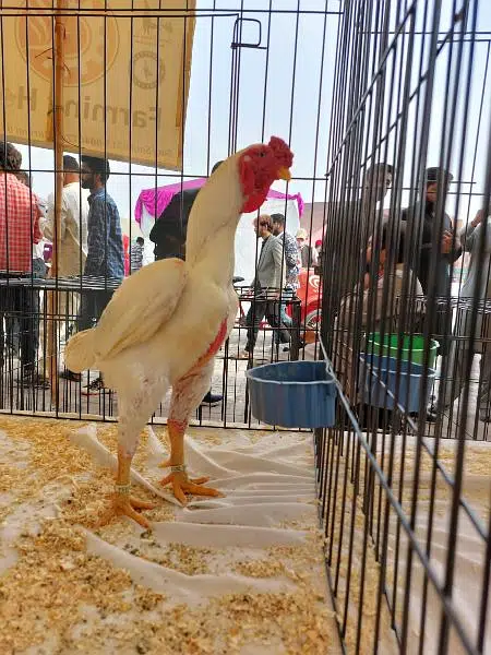 ko shamo  adult and chicks — photo 2