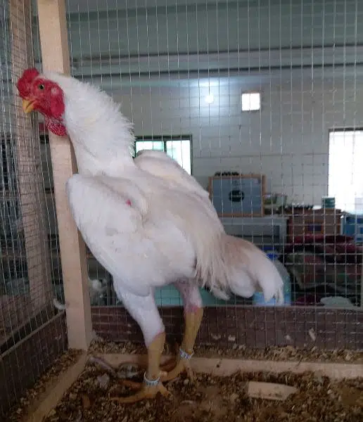 ko shamo  adult and chicks — photo 4