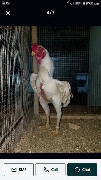 ko shamo  adult and chicks — photo 6